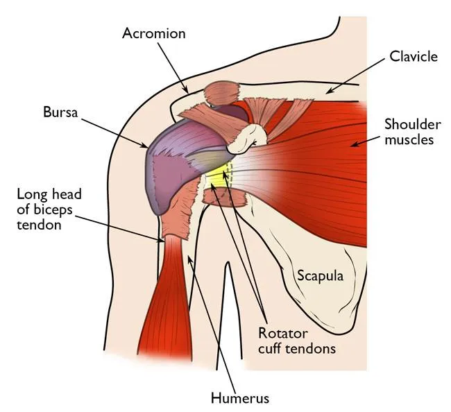 Shoulder Pain: From Everyday Strains to Serious Conditions – Know the Types and Causes