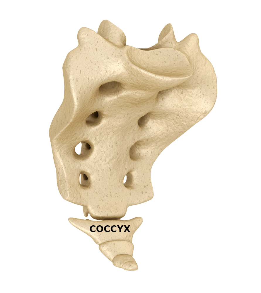 Coccyx -Tri-States Chiropractic