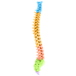 Spine Model Chiropractic Treatment