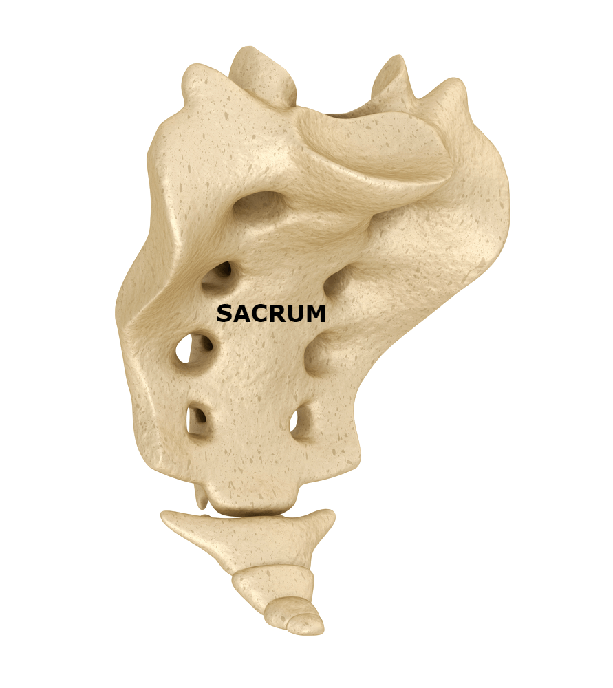 Sacrum labeled - Tri-States Chiropractic